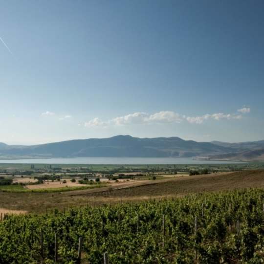 Ίδρυμα Μπουτάρη, Πρόγραμμα Υποτροφιών για νέους Αμπελουργούς