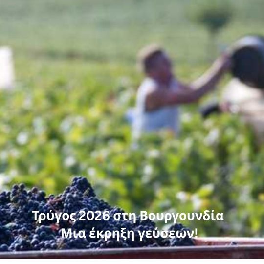 Τρύγος 2026 στη Βουργουνδία: Μια έκρηξη γεύσεων!