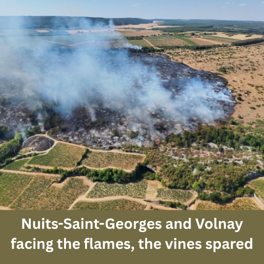 Nuits-Saint-Georges and Volnay facing the flames, the vines spared. Nuits-Saint-Georges and Volnay facing the flames, the vines spared.