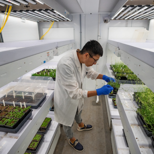 Wine grapes in space: Texas A&M seeds bound for international space station. 