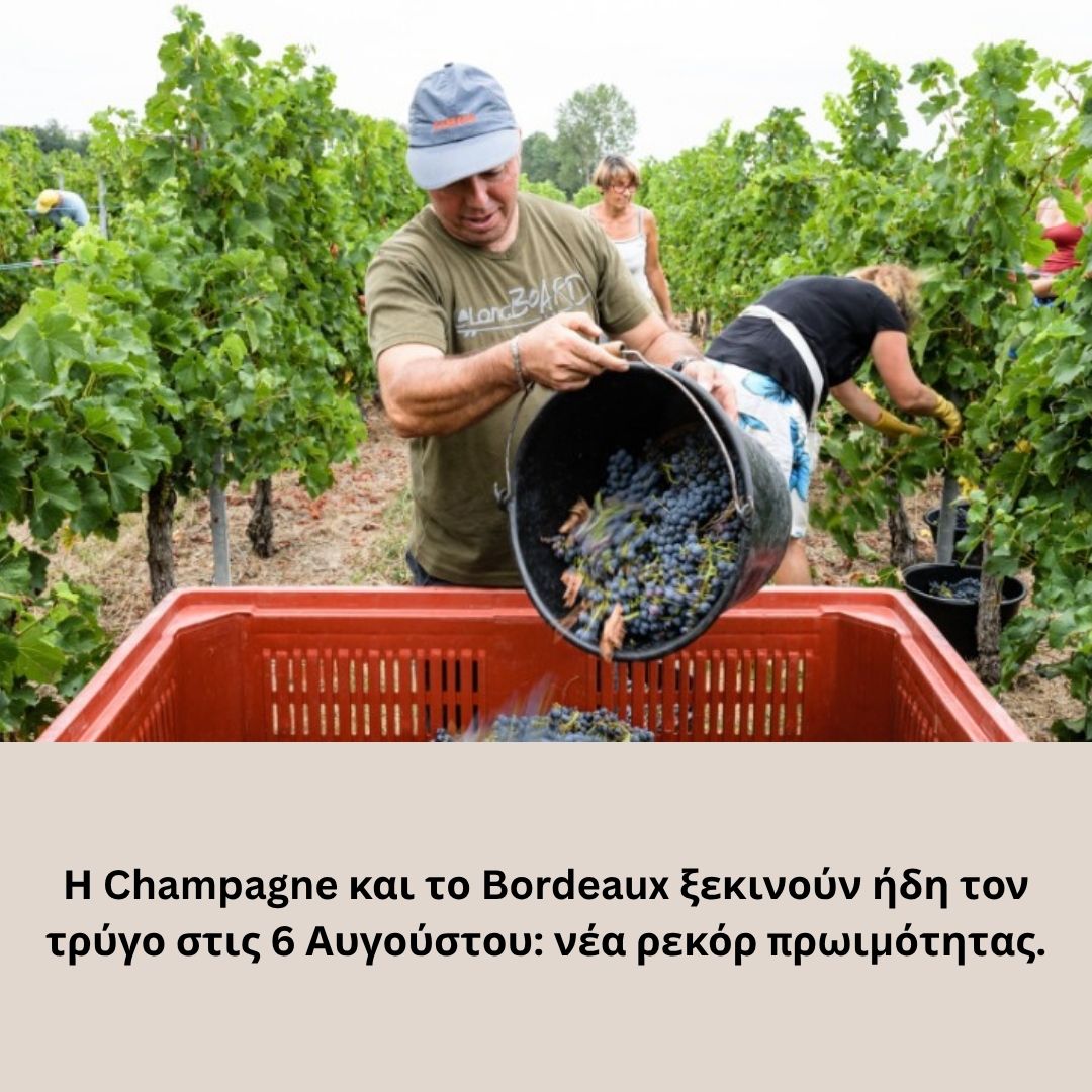 Η Καμπανία και το Μπορντό ξεκινούν ήδη τον τρύγο στις 6 Αυγούστου: νέα ρεκόρ πρωιμότητας.