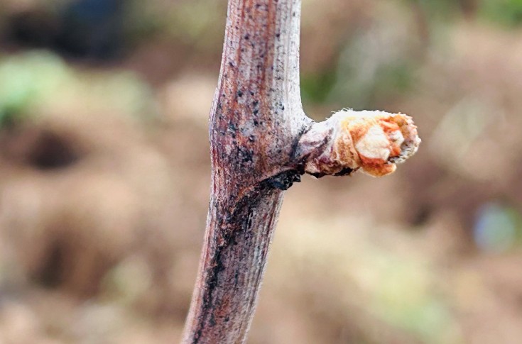 No egg hunt, but frost damage for Burgundy winegrowers.