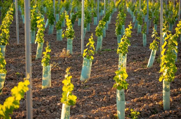 11 new grape varieties to rearm vineyards against mildew and powdery mildew: ResDur 3 and Bouquet.