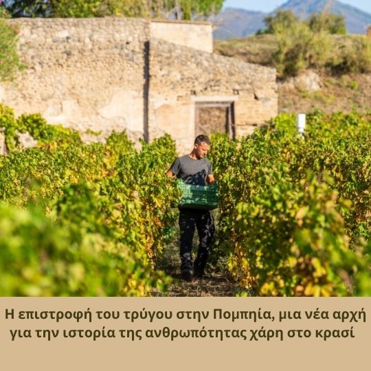 Η επιστροφή του τρύγου στην Πομπηία, μια νέα αρχή για την ιστορία της ανθρωπότητας χάρη στο κρασί.