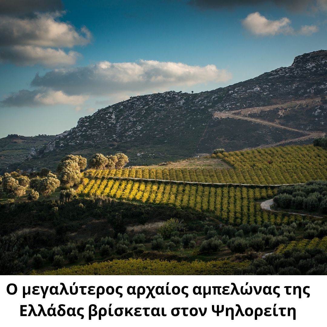 Ο μεγαλύτερος αρχαίος αμπελώνας της Ελλάδας βρίσκεται στον Ψηλορείτη. Ο μεγαλύτερος αρχαίος αμπελώνας της Ελλάδας βρίσκεται στον Ψηλορείτη.